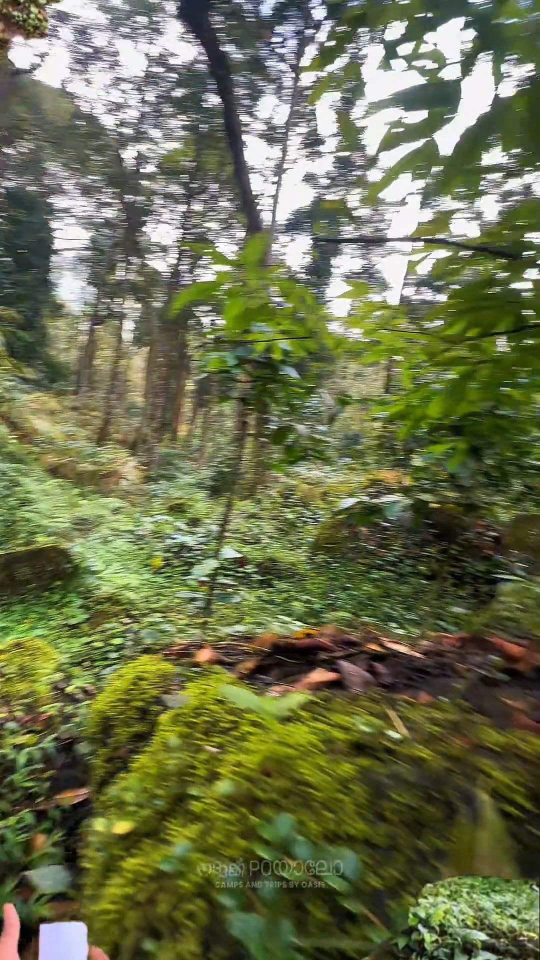 Forest trail through Kerala hill country